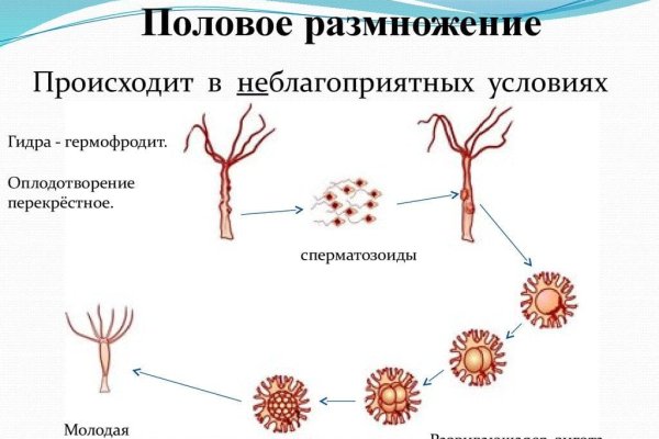 Кракен гидра даркнет